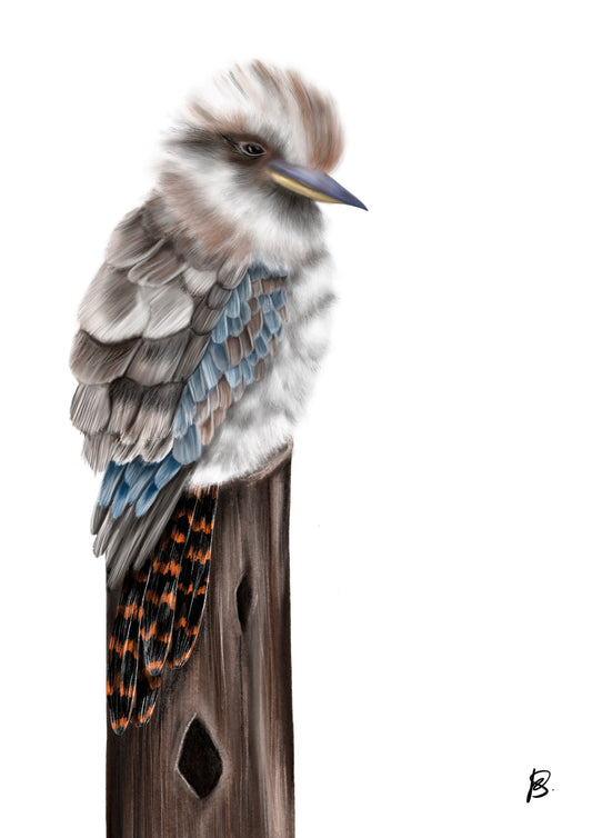 Kookaburra Print