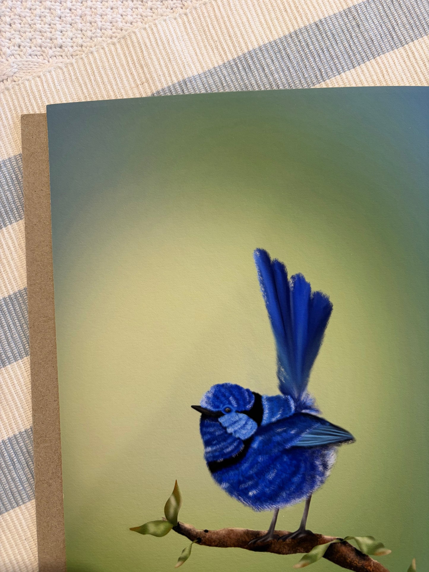 Splendid Fairy Wren Print