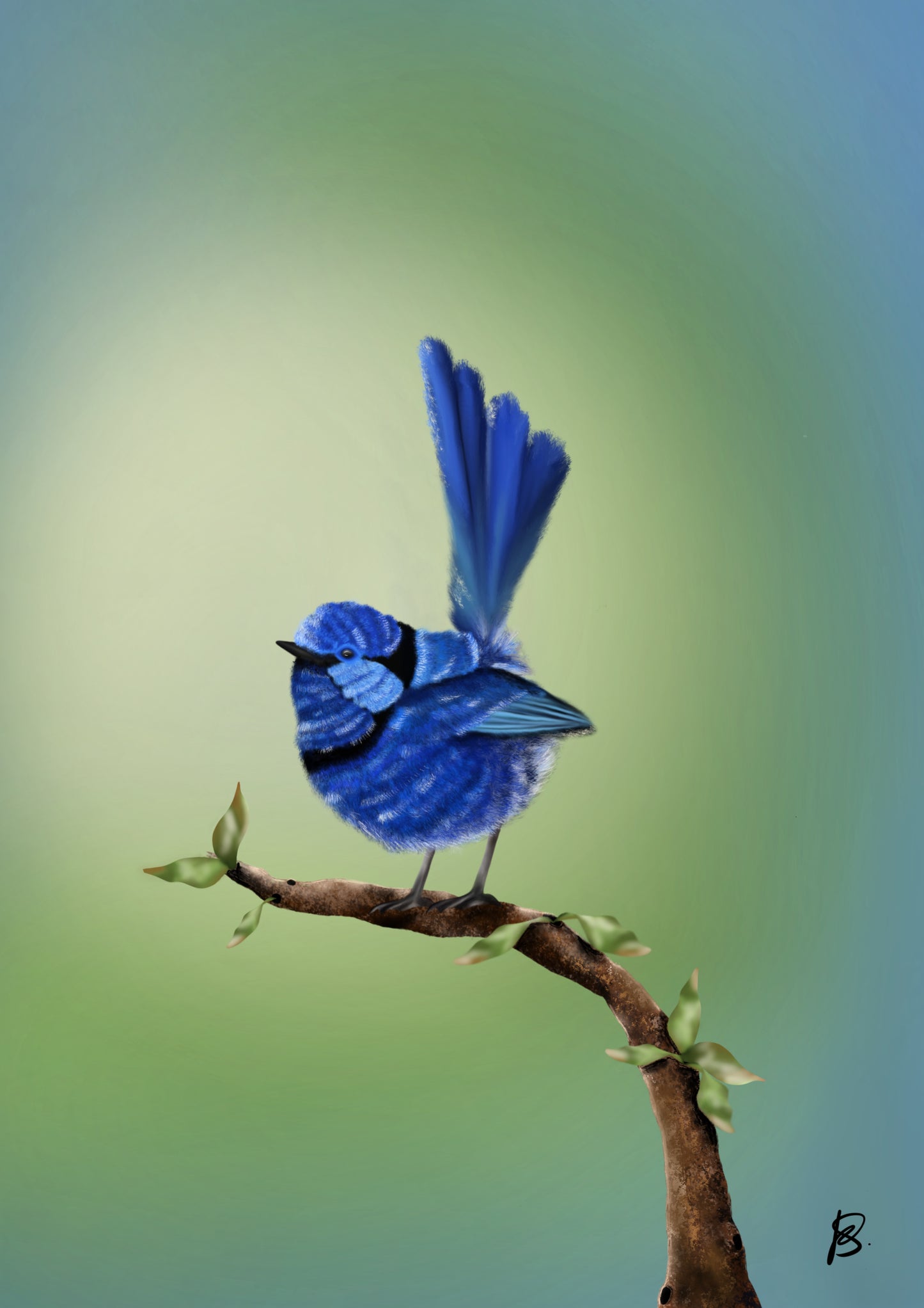 Splendid Fairy Wren Print