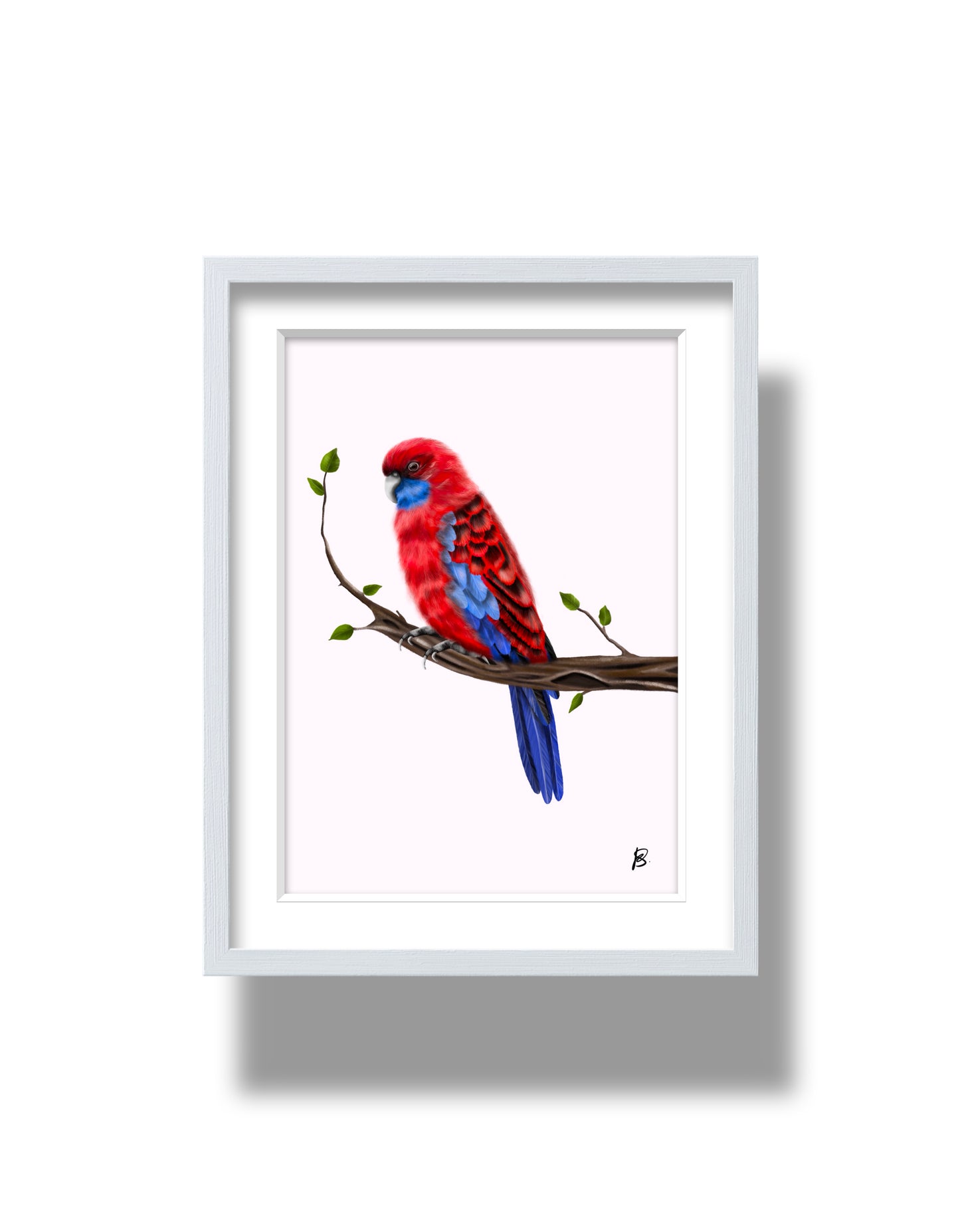 Crimson Rosella Print