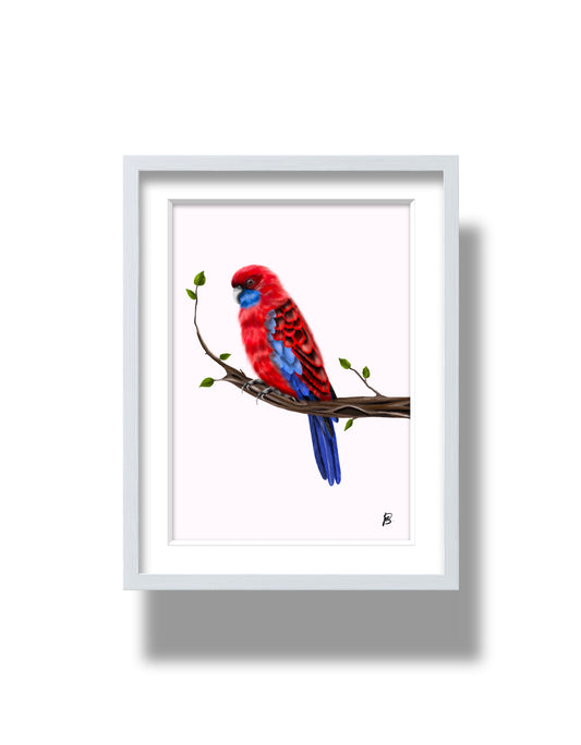 Crimson Rosella Print