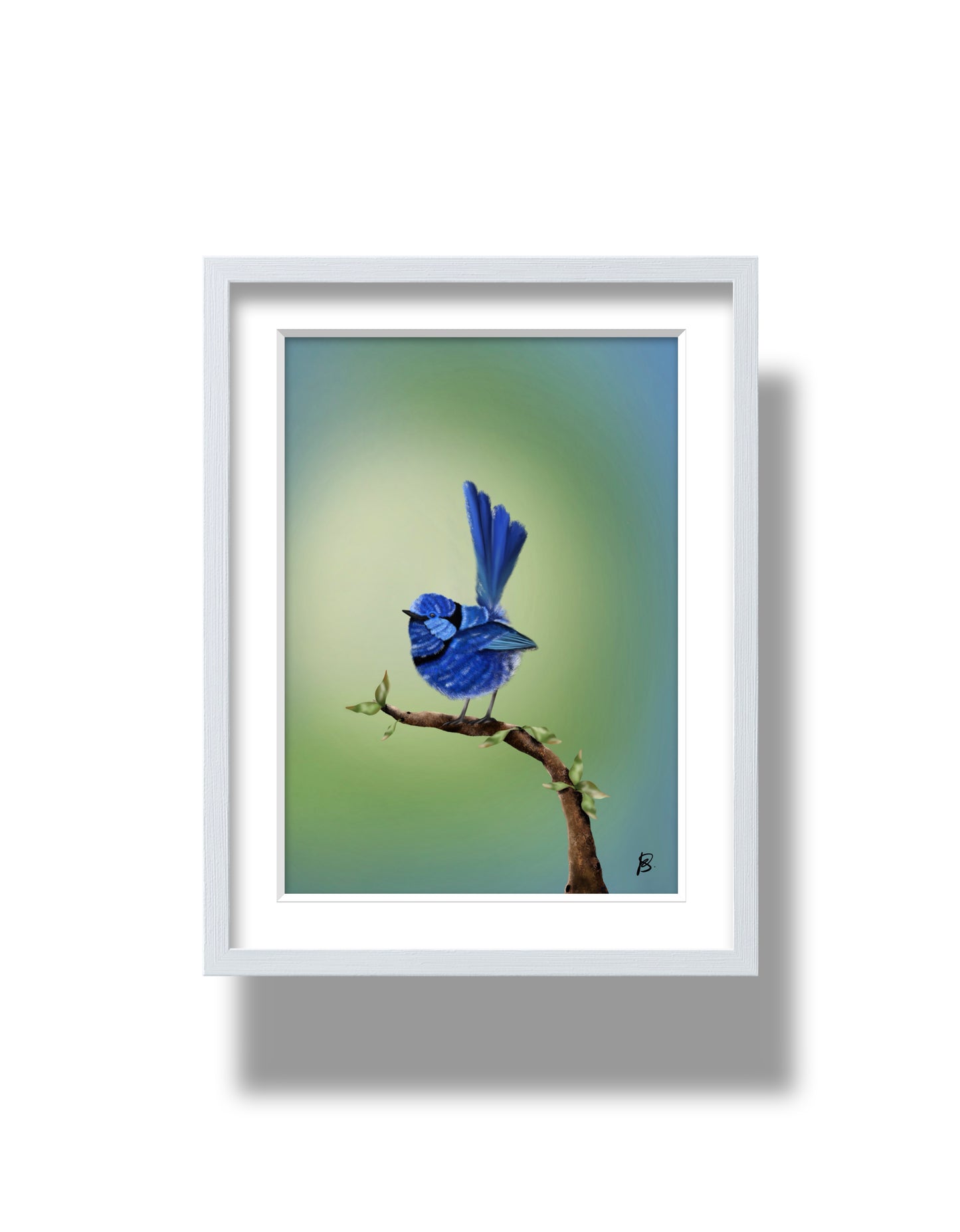 Splendid Fairy Wren Print