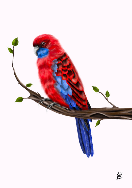 Crimson Rosella Print